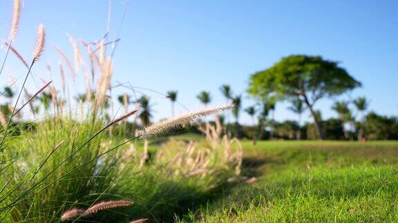 热带的草在风中摇曳棕榈树在模糊的背景上