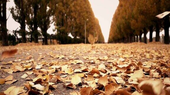 秋叶飘落在公园里