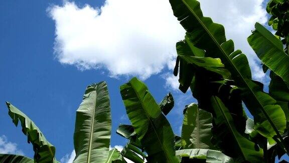 绿色的香蕉叶随着天空的背景移动