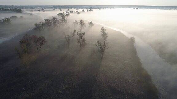 河谷中有雾的早晨飞过有树的多雾草地空中无人机拍摄4kUHD