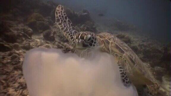绿海龟以月亮水母为食