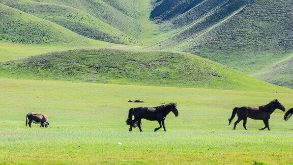 马儿在草原上奔跑