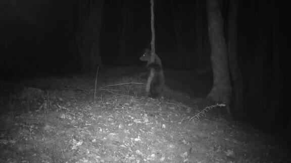 追踪摄像头拍摄到一只熊和幼崽在树上摩擦的红外镜头