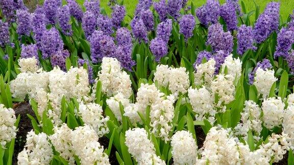 仔细看看紫色和白色的花