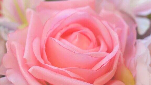 粉红玫瑰摘花