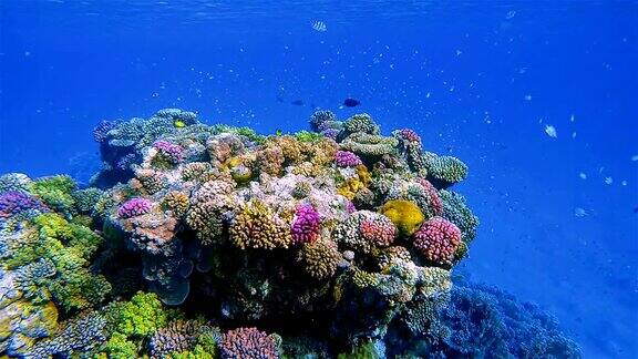 水下海洋生物在美丽的珊瑚礁和许多热带鱼在红海附近的马萨阿拉姆