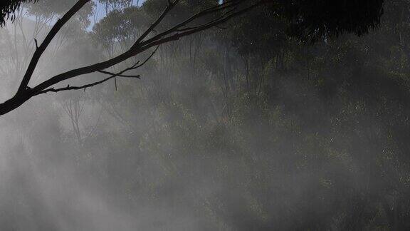 雾吹过阳光照耀的树木