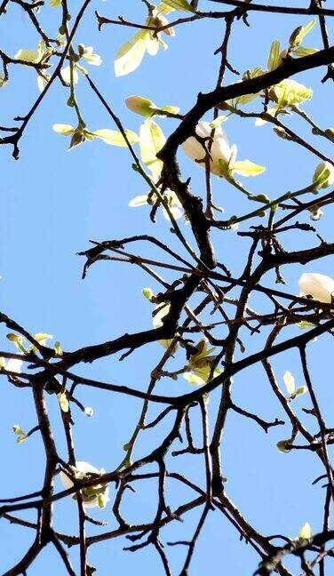 Burrard站美丽的树木在春天开花四月附近的摩天大楼和轻轨站白玉兰樱花日本樱花白红花吞没蓝天无云市中心的景色
