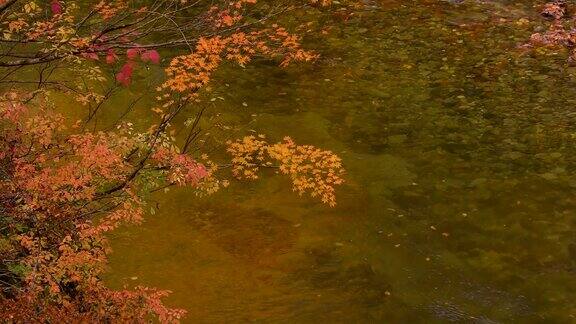 山涧和染成橙色的枫木