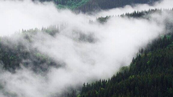 山上雾蒙蒙的森林早晨松树林的美妙景色一直到地平线都有神奇的雾4k