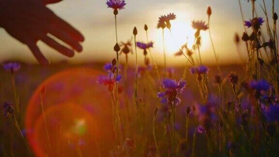 日落时分女人的手触摸着田野里的矢车菊