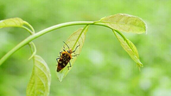 森林中绿叶上的甲虫