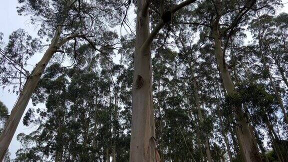 高大的桉树在葡萄牙森林的背景下巨大的百年石高质量的4k