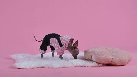 Xoloitzcuintle在工作室的粉红色背景上白色毛皮毯子旁边的枕头一只穿着黑粉相间连衣裤的狗走在毯子上嗅着它缓慢的运动近距离