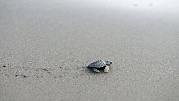 新生的海龟爬向大海