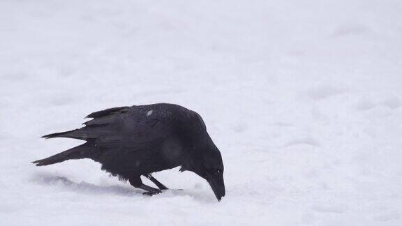 黑色的乌鸦走在白色的雪地上用它的嘴在雪地上挖洞