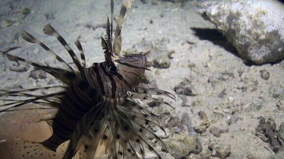 在红海水下沙底的背景下海贝附近的蝎子鱼