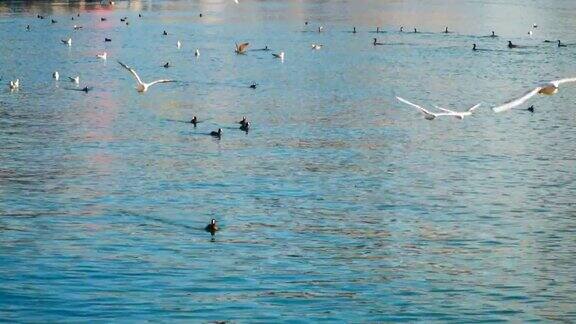 海鸥在水面上飞翔