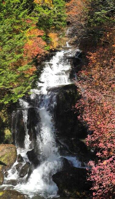 垂直日本瀑布与秋叶颜色