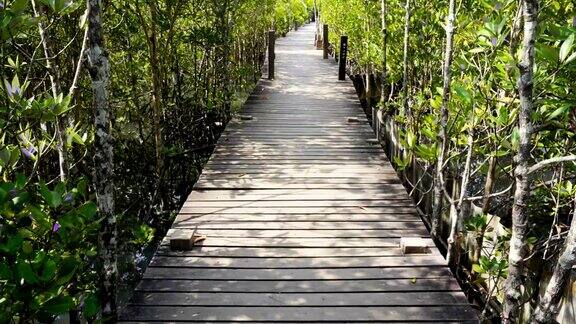泰国罗永金红树林红树林木桥的摇摄