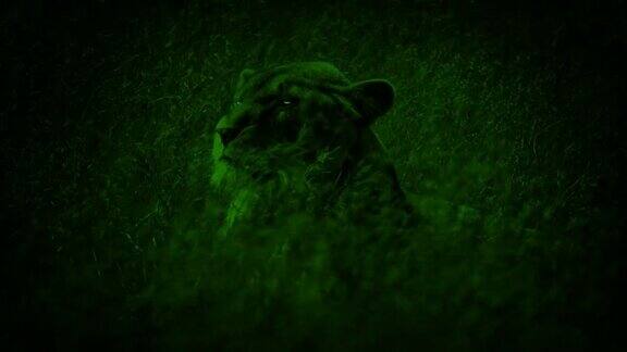夜视母狮用发光的眼睛向上看