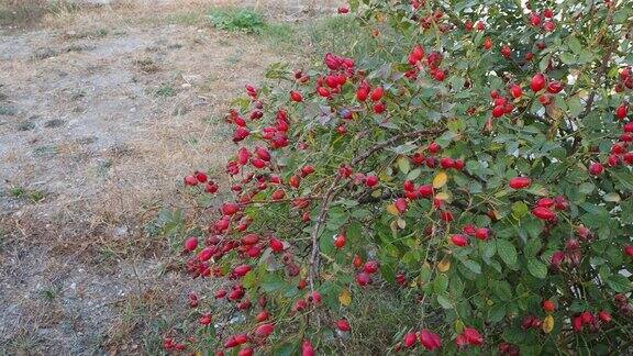 带刺的药用玫瑰树和它成熟的果实