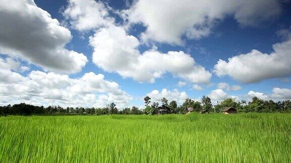 美丽的稻田和积云