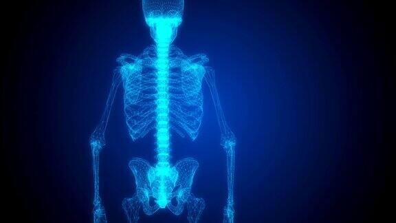 脊髓是人体骨骼的一部分三维动画