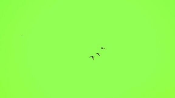 鸟群在绿色屏幕背景上飞行的慢动作