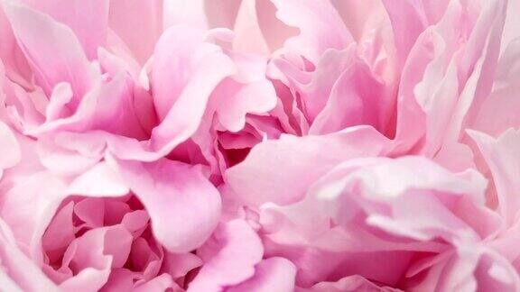 美丽的粉红牡丹背景户外盛开的牡丹花时光流逝特写宏