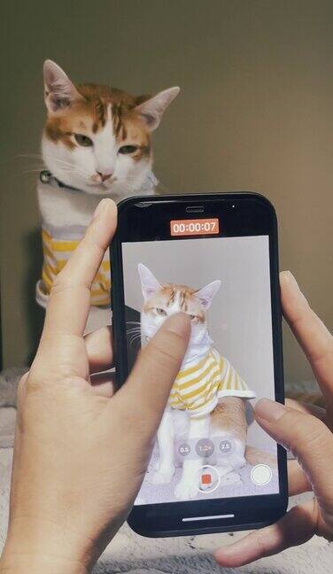 女性视频博主用智能手机拍摄猫的视频