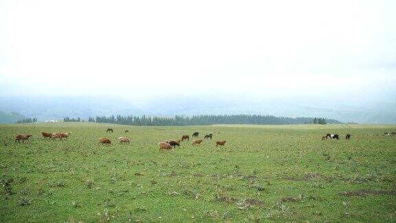 在新疆草原上放牧的绵羊和马的倾斜