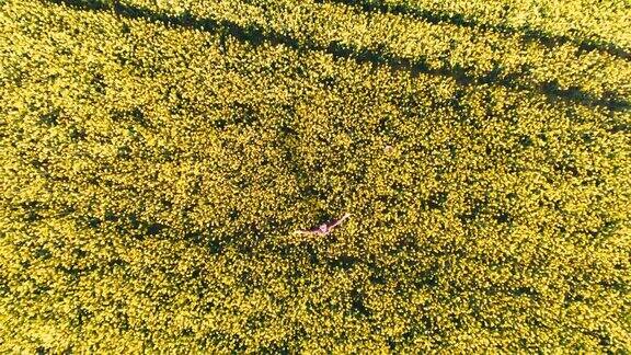 无人机镜头下兴高采烈的农民在阳光明媚的黄色菜籽田里抛帽子实时拍摄