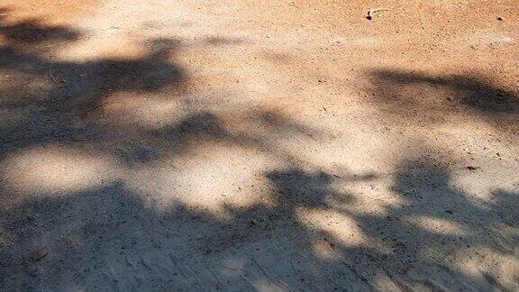 一条树枝的影子在土路上