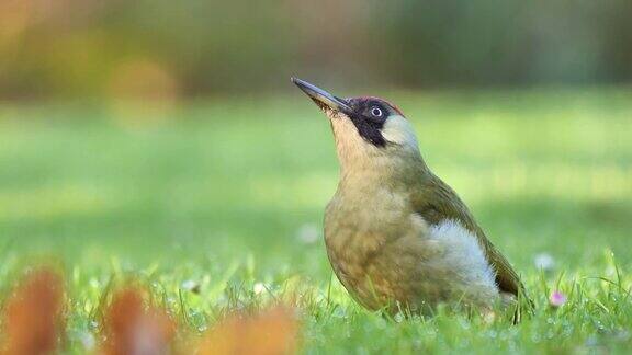 早晨草地上的欧洲绿色啄木鸟
