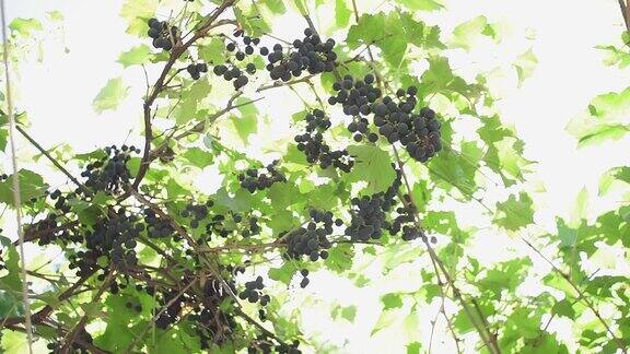 葡萄园里的黑葡萄在秋天成熟葡萄园:葡萄已经成熟可以酿酒了