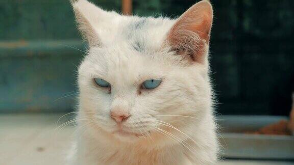 猫英镑特写镜头一只白色流浪猫住在动物收容所动物庇护所概念