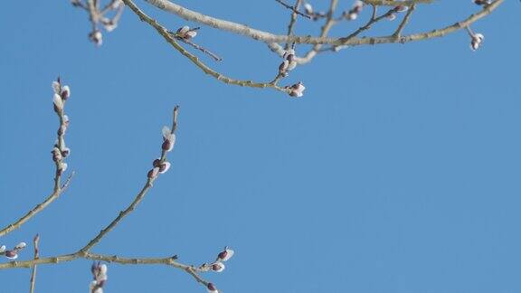 初春的柳枝映衬着蓝天自然的柳树蓝天的背景平底锅