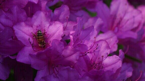 阳光和忙碌的蜜蜂在杜鹃花上变换