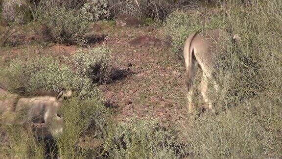 亚利桑那州沙漠的野生驴子