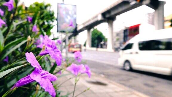 4K:曼谷路上的鲜花