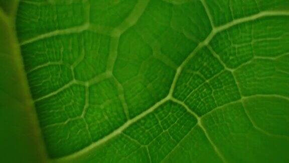 生物体:叶植物细胞近距离