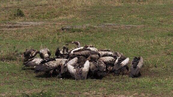 非洲白背秃鹰非洲秃鹰鲁佩尔秃鹰在吃尸体肯尼亚马赛马拉公园慢镜头