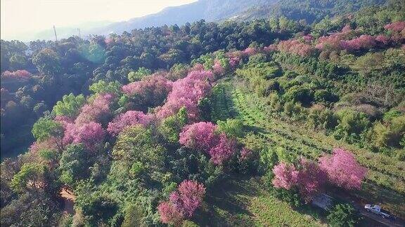 泰国北部的樱花或樱(sakurathailand)正在盛开