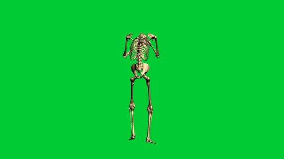 3d动画的骨骼下落-分离在绿色屏幕