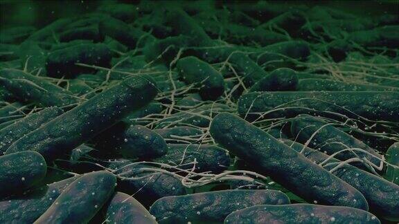 细菌菌落