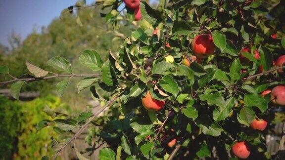 在八月阳光明媚的天气里人们可以在树枝上收获成熟的红苹果