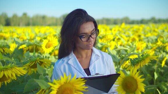 作物科学家正在田里检查向日葵种子