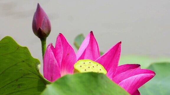 池塘里有一朵粉红色的荷花和荷花的花蕾粉色荷花和荷花