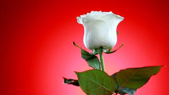 白玫瑰花旋转关闭红色背景爱的象征情人节卡片的设计